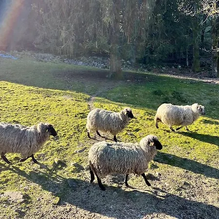 Ferme Des Brimbelles *
